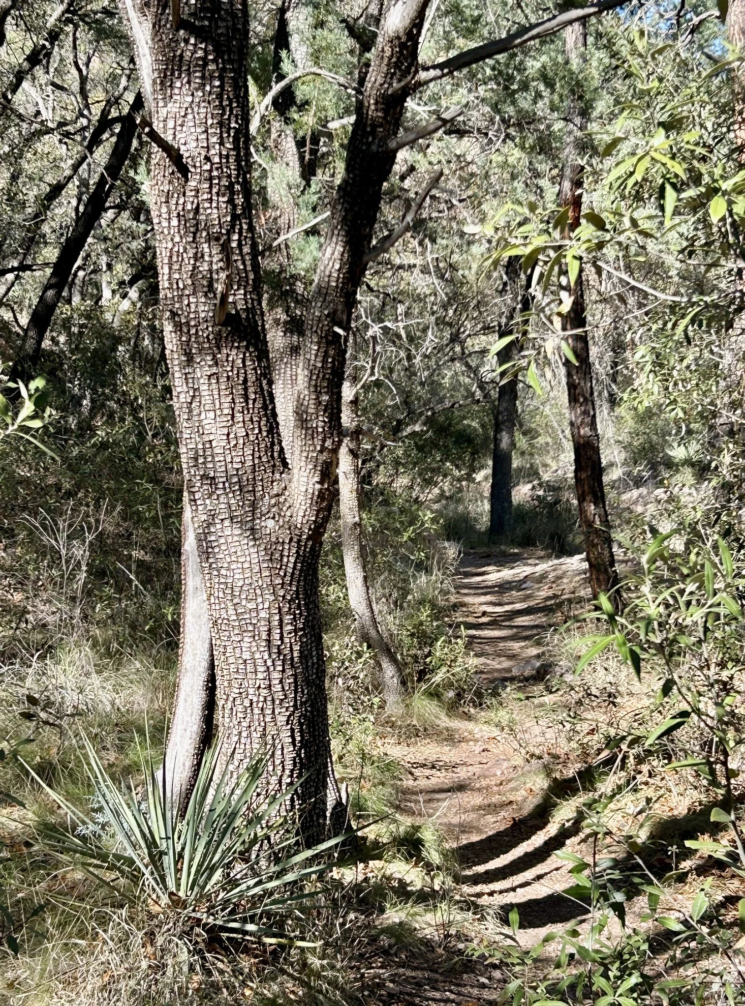 Cave Creek Canyon - Chiricuhua Wilderness - Coronado National